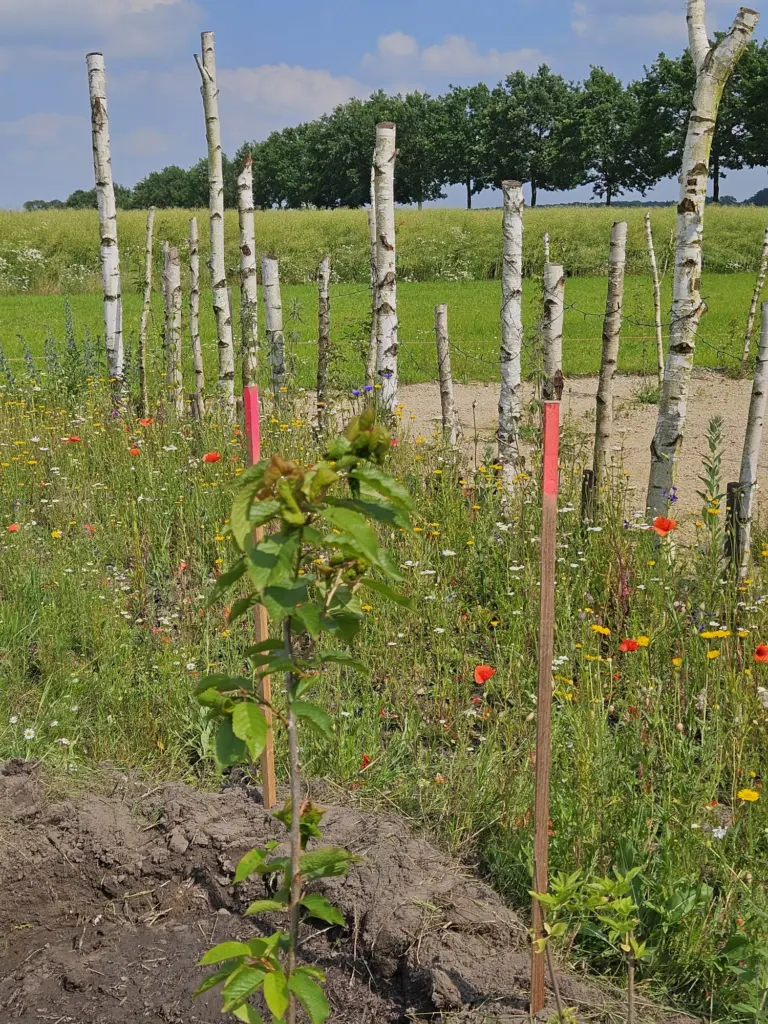 KuLaDu_Gelände_2026_06_17 (8)
