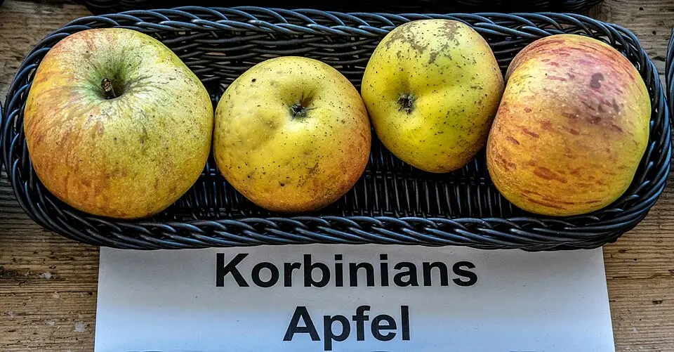 Ein Apfelbaum der Hoffnung und gegen das Vergessen